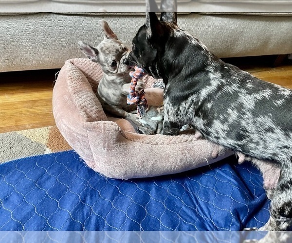 Medium Photo #7 French Bulldog Puppy For Sale in PHILADELPHIA, PA, USA