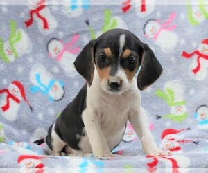 Beagle-Treeing Walker Coonhound Mix Puppy for sale in FREDERICKSBG, OH, USA