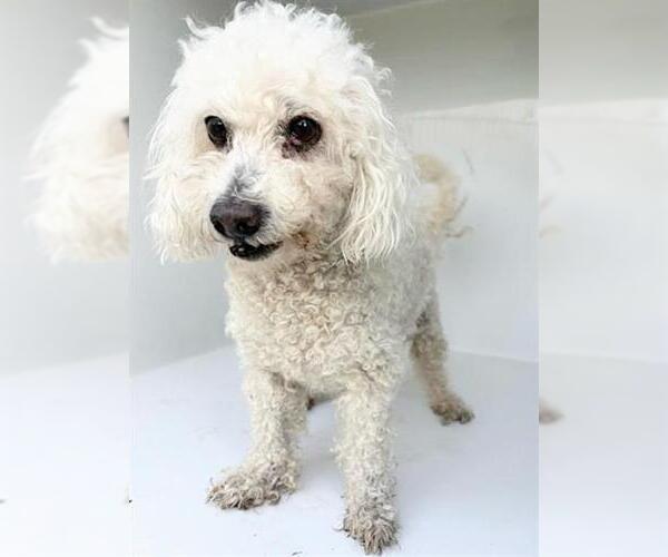 Medium Photo #1 Poodle (Miniature)-Unknown Mix Puppy For Sale in Houston, TX, USA