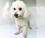 Small Poodle (Miniature) Mix