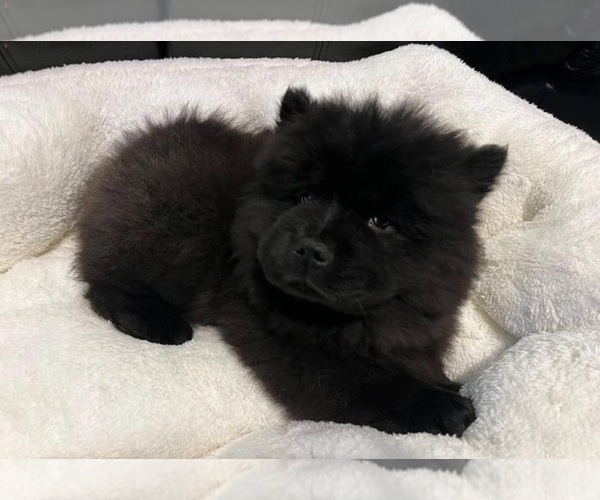 Medium Photo #1 Chow Chow Puppy For Sale in EL MONTE, CA, USA