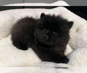 Chow Chow Puppy for sale in EL MONTE, CA, USA