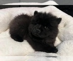 Small Photo #1 Chow Chow Puppy For Sale in EL MONTE, CA, USA