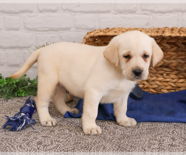 Medium Photo #13 Labrador Retriever Puppy For Sale in SYRACUSE, IN, USA