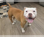 Small #1 Mutt