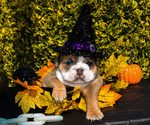 Puppy Bruno English Bulldog