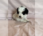 Love - Female Bernedoodle (Miniature) Puppy for Sale - Photo #15