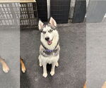 Small #5 Siberian Husky