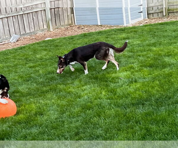 Medium Photo #21 Border Collie Puppy For Sale in Highland, IL, USA