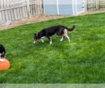 Small #20 Border Collie