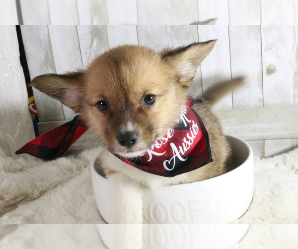 Medium Photo #1 Aussie-Corgi Puppy For Sale in STAFFORD, VA, USA