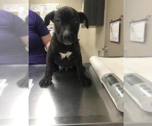 Mutt Dogs for adoption in Conroe, TX, USA