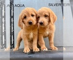 Image preview for Ad Listing. Nickname: Doodles