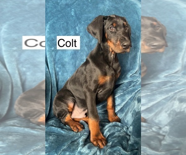 Medium Photo #7 Doberman Pinscher Puppy For Sale in POMEROY, OH, USA
