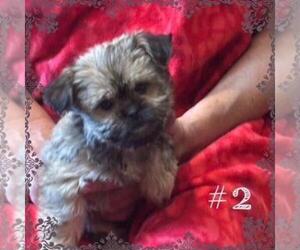 Shorkie Tzu Puppy for sale in FALL CREEK, WI, USA