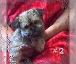 Small Shorkie Tzu