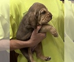 Liver and Tan F - Female Bloodhound Puppy for Sale - Photo #6