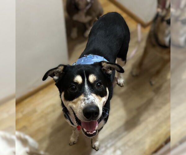 Medium Photo #2 Mutt Puppy For Sale in Fargo, ND, USA