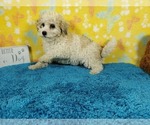 Small #4 Goldendoodle-Poodle (Toy) Mix