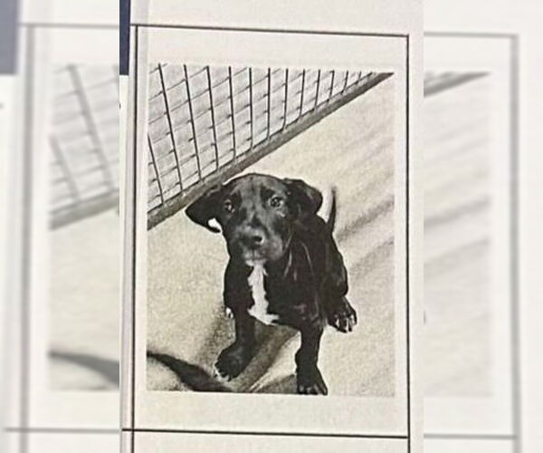 Medium Photo #2 Great Dane-Unknown Mix Puppy For Sale in Bullard, TX, USA