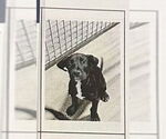 Small #1 Great Dane Mix