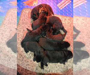 German Shepherd Dog Litter for sale in CULPEPER, VA, USA