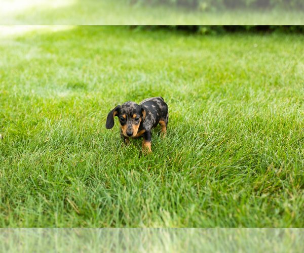 Medium Photo #5 Dachshund Puppy For Sale in MILFORD, IN, USA