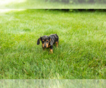 Small #4 Dachshund