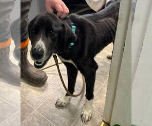 Pyrenees Border Collie Dogs for adoption in Rustburg, VA, USA