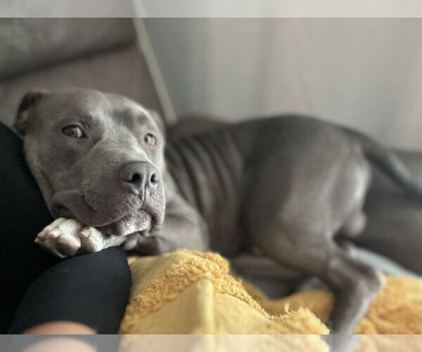 Medium Photo #1 American Pit Bull Terrier-American Staffordshire Terrier Mix Puppy For Sale in San Diego, CA, USA