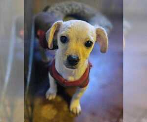 Chihuahua Dogs for adoption in San Diego, CA, USA