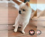 Small #2 Pomeranian