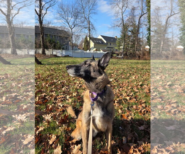 Medium Photo #5 Mutt Puppy For Sale in Stevens Point, WI, USA