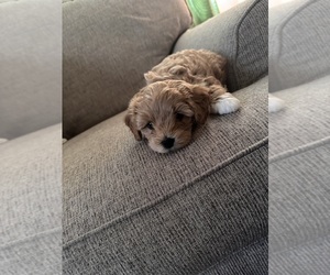 Maltipoo Puppy for sale in FALL RIVER, MA, USA