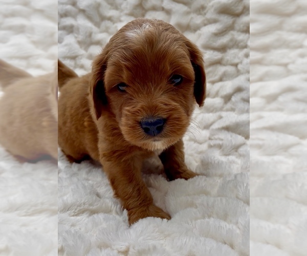 Medium Photo #1 Goldendoodle (Miniature) Puppy For Sale in RANDOLPH, WI, USA