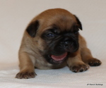 Small Photo #21 French Bulldog Puppy For Sale in WINNSBORO, TX, USA