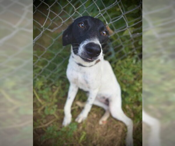 Medium Photo #4 German Shorthaired Pointer-Unknown Mix Puppy For Sale in Pleasanton, TX, USA