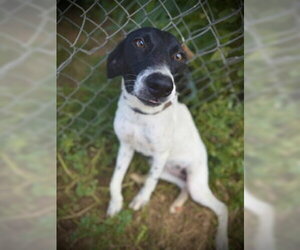 Eastlynn - Female German Shorthaired Pointer-Unknown Mix Dog for Adoption - Photo #4