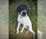 Small #3 German Shorthaired Pointer Mix