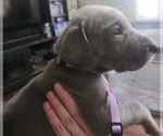 Small Photo #14 Great Dane Puppy For Sale in OGDEN, UT, USA