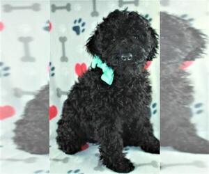 Goldendoodle (Miniature) Puppy for sale in SUGAR CREEK, MO, USA