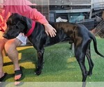Small #1 Great Dane