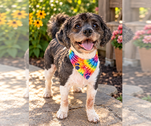 Poodle (Miniature)-Unknown Mix Dogs for adoption in Mooresville, NC, USA