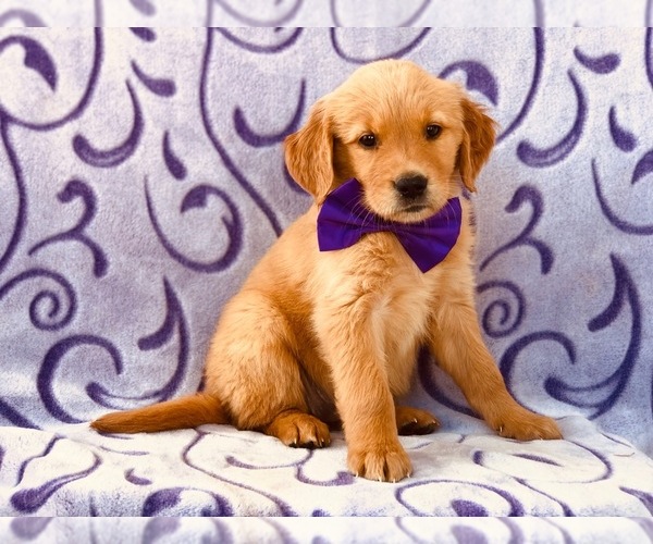 Medium Photo #1 Golden Retriever Puppy For Sale in CLAY, PA, USA