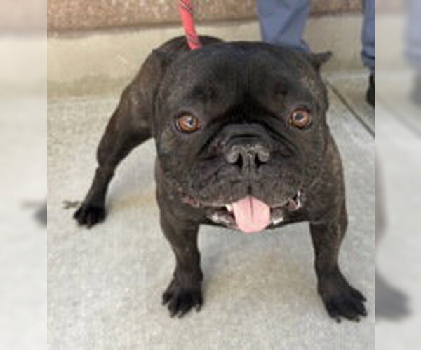 Medium Photo #1 French Bulldog Puppy For Sale in Salinas, CA, USA