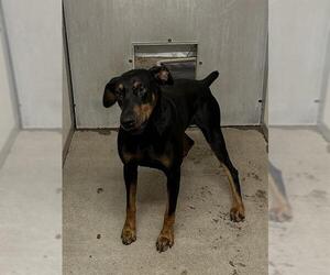 Doberman Pinscher Dogs for adoption in Stockton, CA, USA