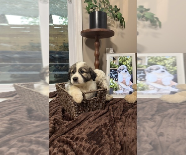 Medium Photo #13 Aussie Pyrenees Puppy For Sale in LEXINGTON, SC, USA