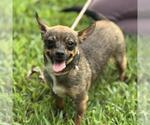 Small #1 Chihuahua Mix