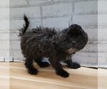 Small Photo #2 Shih-Poo Puppy For Sale in Lakewood, CO, USA