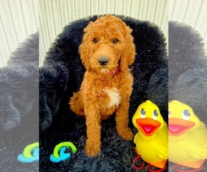 Goldendoodle-Poodle (Standard) Mix Puppy for sale in GREENBRIER, AR, USA